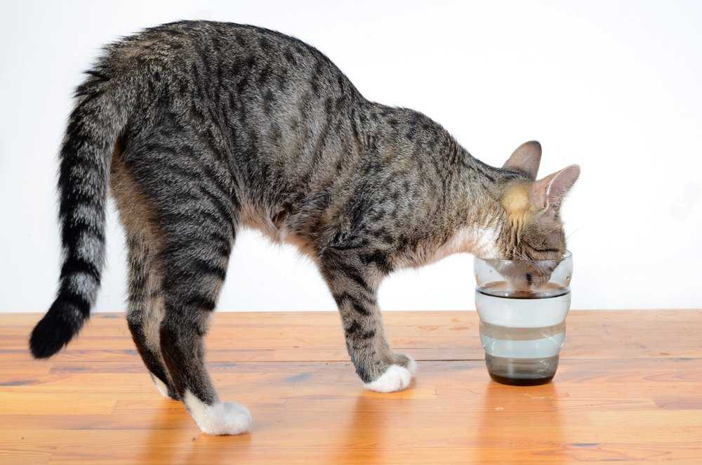 Почему моя кошка всегда хочет, чтобы я видел, как она ест? — сайт эксперта по животным — howmeow