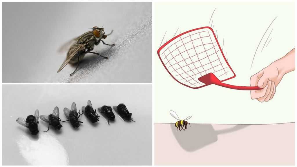 Вред и польза от мух, для чего они нужны в природе и медицине. комнатные мухи — какой от них вред и как бороться с надоедливыми насекомыми