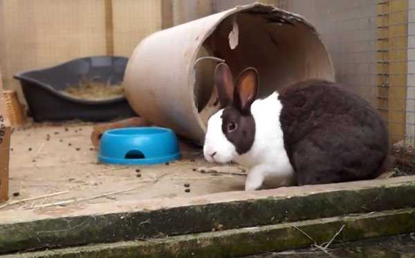 Испуганный кролик - frightened rabbit - abcdef.wiki