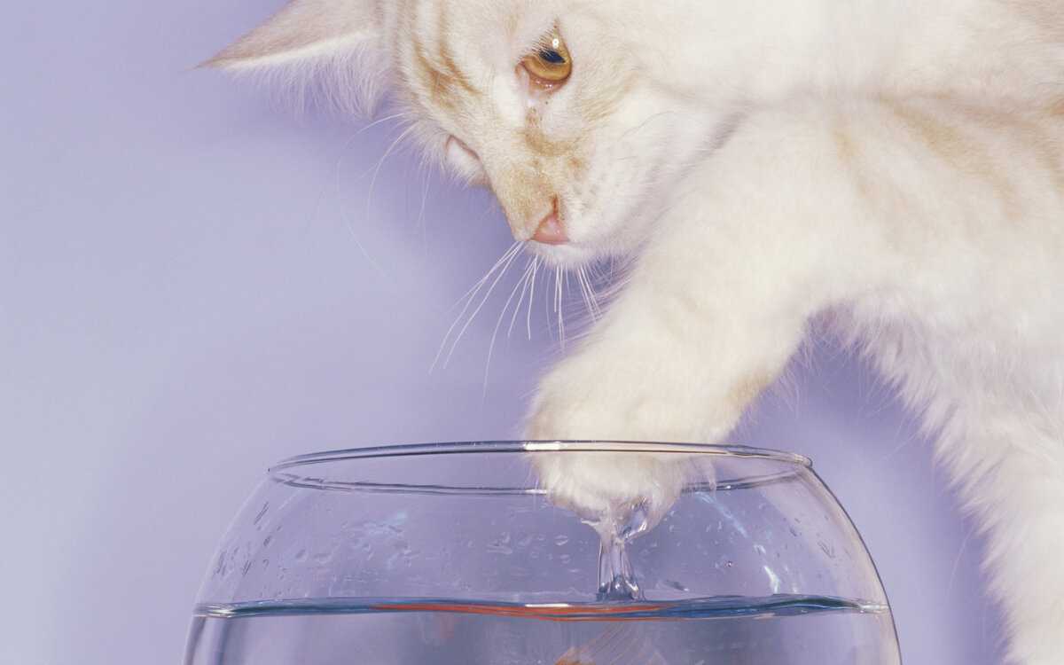 Кошка, любящая воду