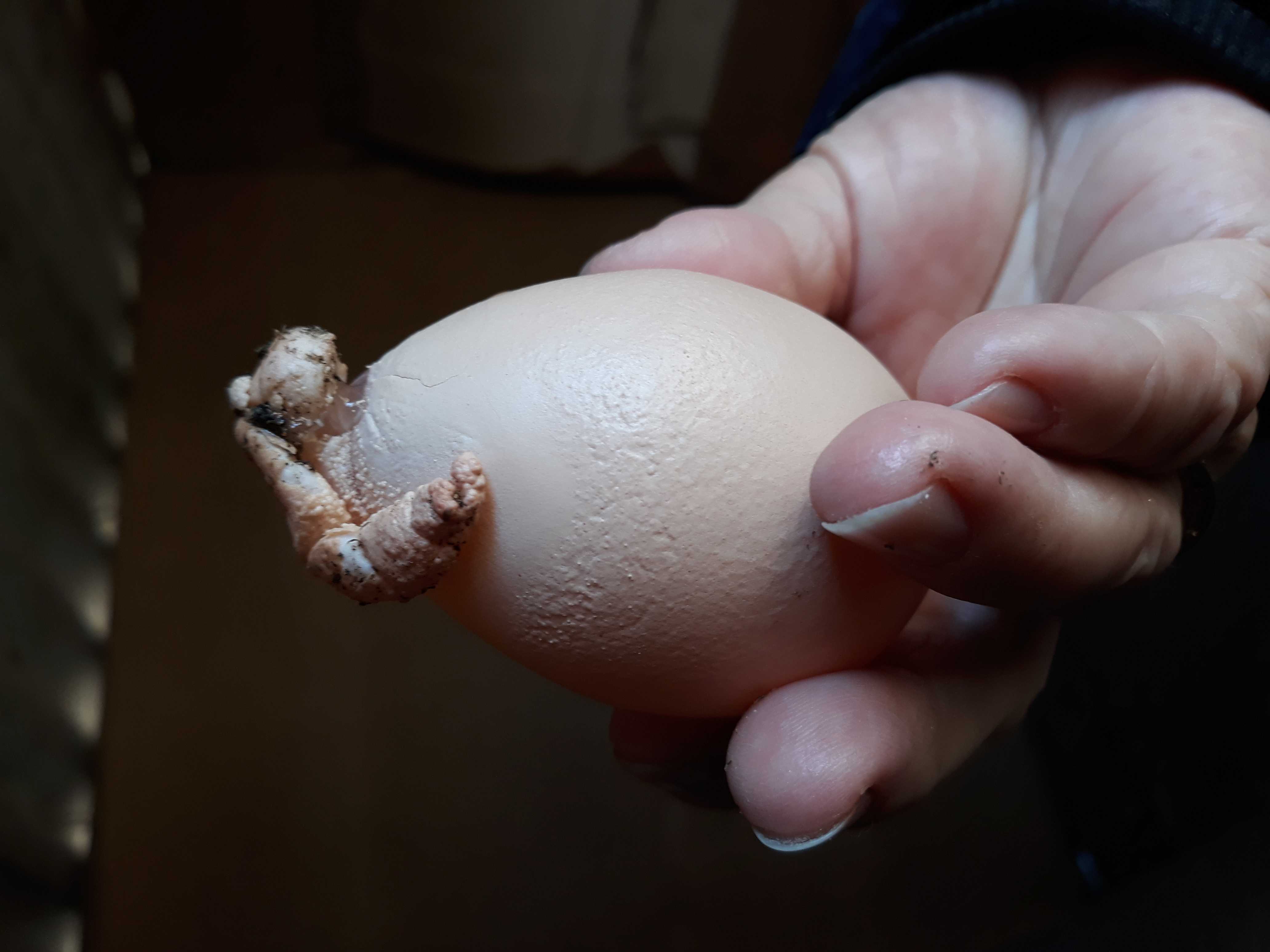 У курицы невкусные, странные яйца