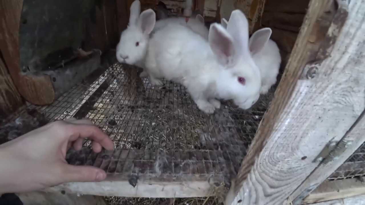15 малоизвестных фактов о кроликах, которые вам могут не рассказать в зоомагазине