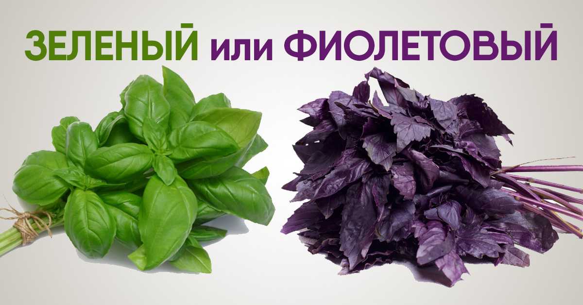 Семена базилика: польза, вред, рецепты, использование для похудения