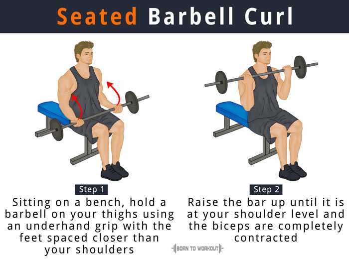 Установка curl. Barbell Curls Seated. Barbell Curl. Barbell biceps Curl. Incline Barbell Curl.
