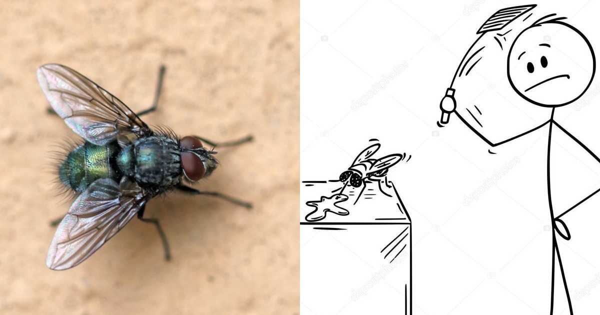 Как убить муху: советы и способы борьбы в квартире и доме / как избавится от насекомых в квартире