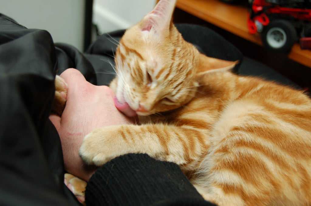 Почему кошка лижет руки человеку: опасные и неопасные причины, воспитание или лечение животного