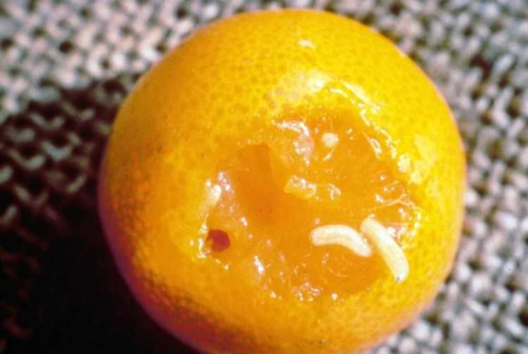 Как хранить манго: зрелый и не спелый, нарезанный и целый, где, как и в чем надолго сохранить фрукт