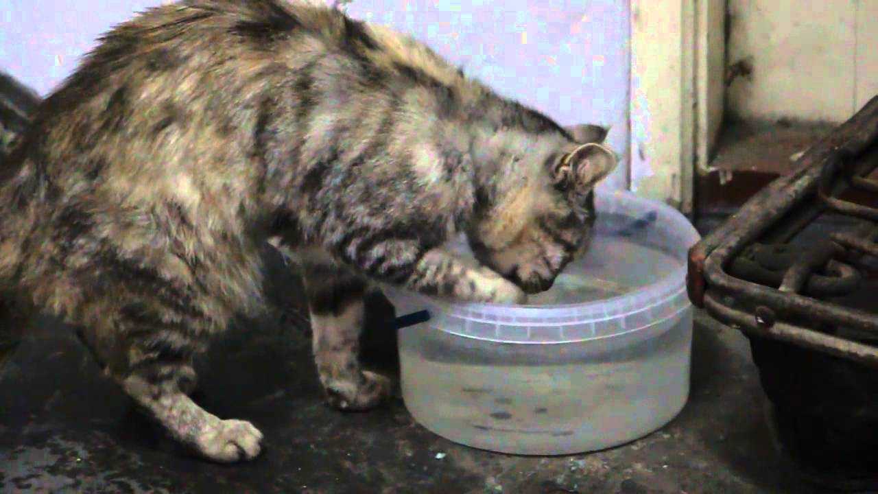 Почему кошка разливает свою воду из блюдца