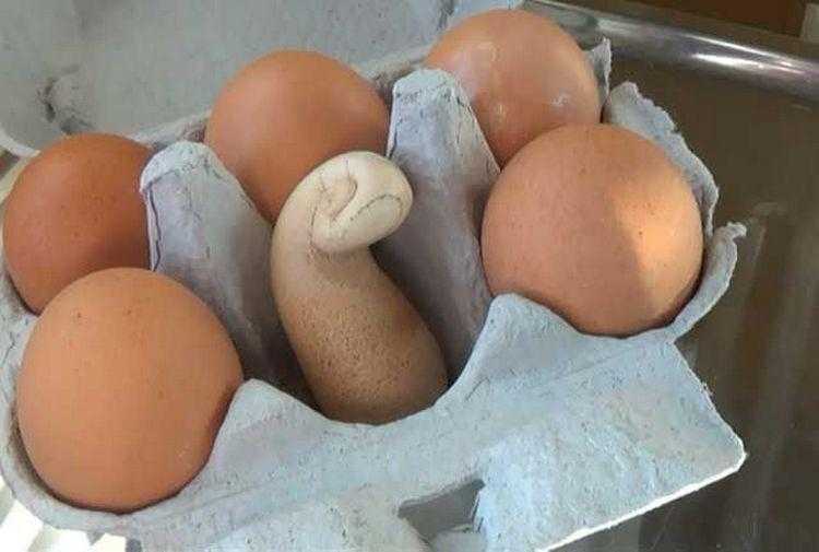Ветеринария домашней птицы | болезни яиц