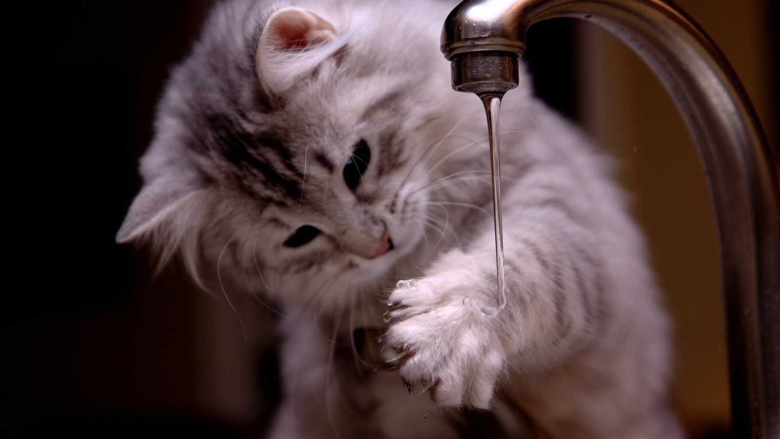 Как искупать кота, если он боится воды