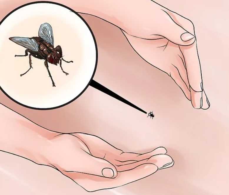 Как быстро и эффективно избавиться от мух? — насекомые вредители