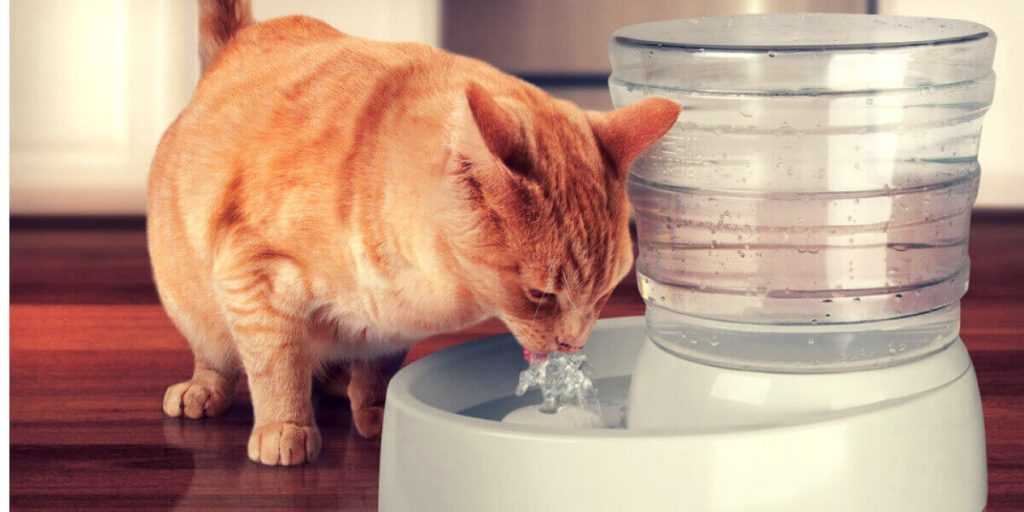 Узнайте, почему кошки передвигают свои миски с водой, прежде чем пить — сайт эксперта по животным