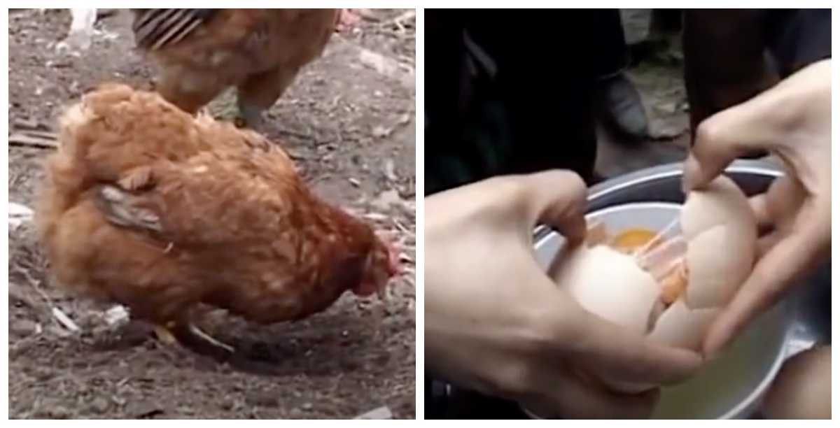 Как убрать запах с курицы, если мясо задохнулось в пакете, неприятно запахло испорченным, приобрело тухлый душок: советы и способы