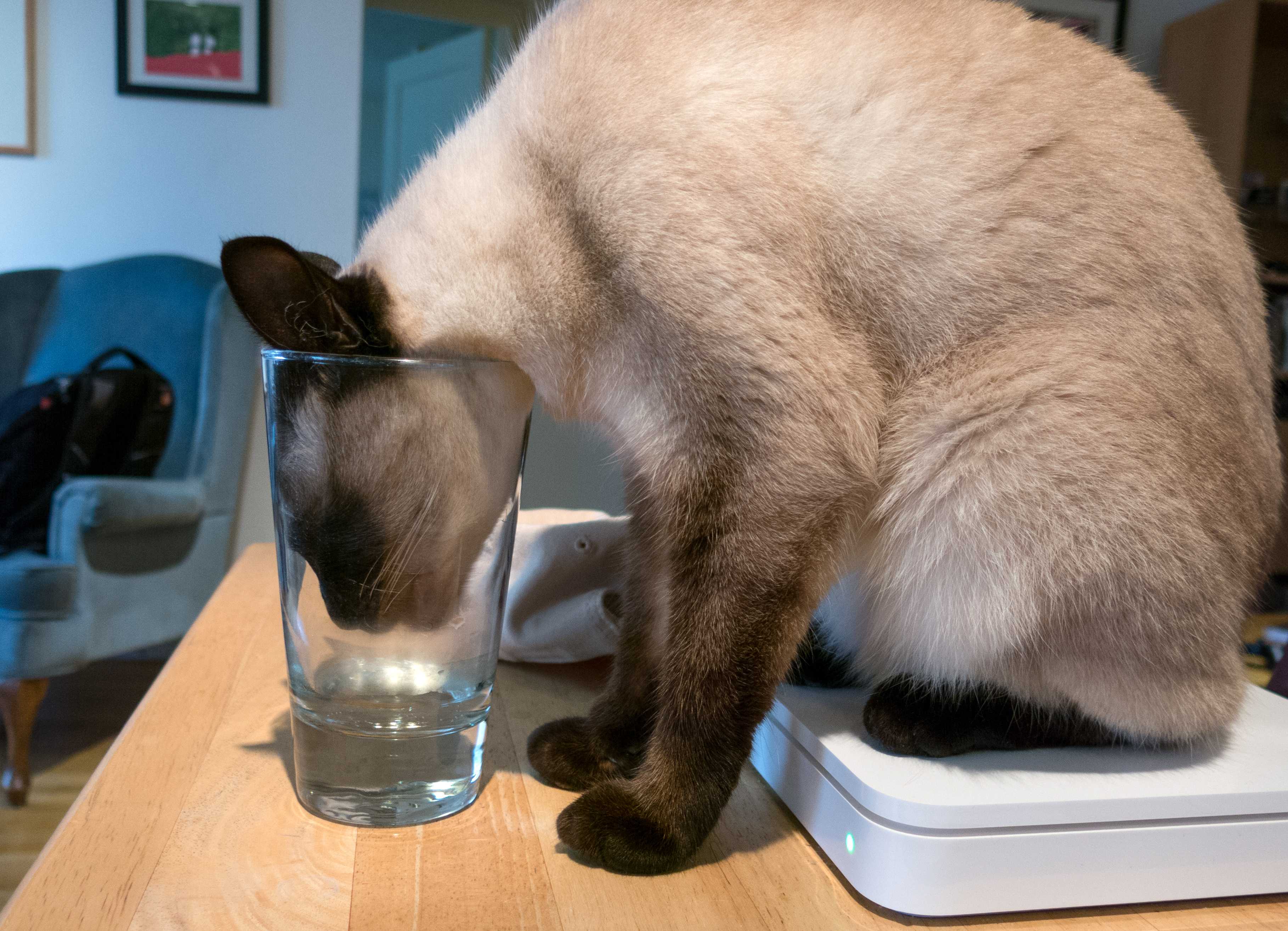 Почему кошка пьет воду лапой?