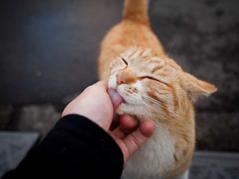 Поведение старых кошек - скд у кошек и котов, почему меняется поведение | caticat.ru