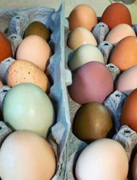 Почему курица пахнет яйцами? - подборки ответов на вопросы