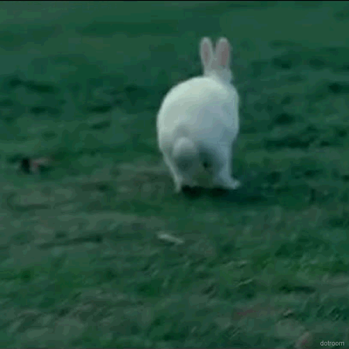 Бегает трясется. Заяц убегает. Кролик бежит. Кролик прыгает. Кролик убегает.