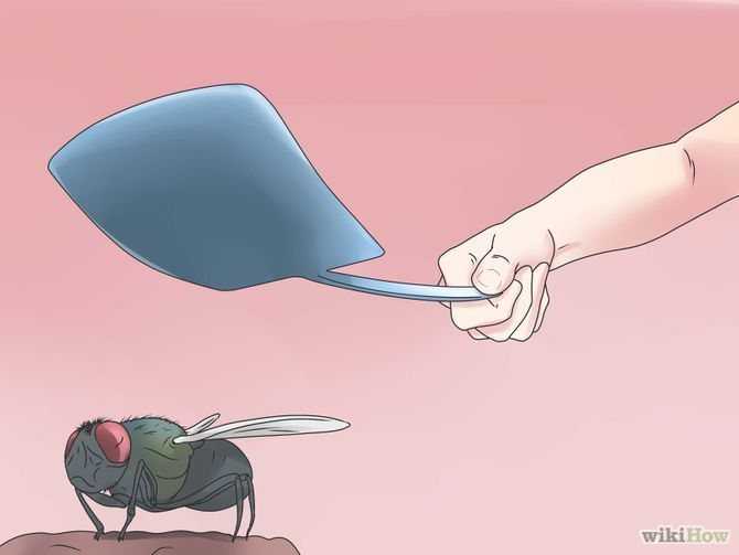 Как прихлопнуть муху без мухобойки: 6 шагов